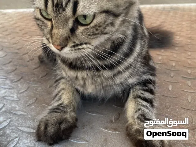 قط منزلي اليف انثى مطعم العمر يتراوح من 9 الى 11 شهر