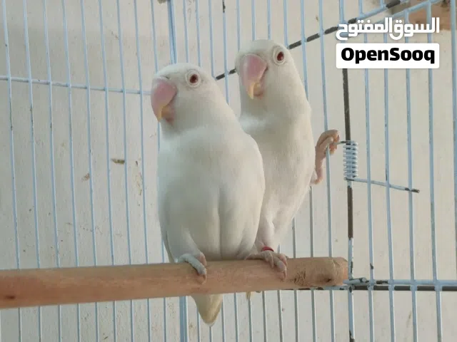 ثنتين فيشر البينو اناث للبيع