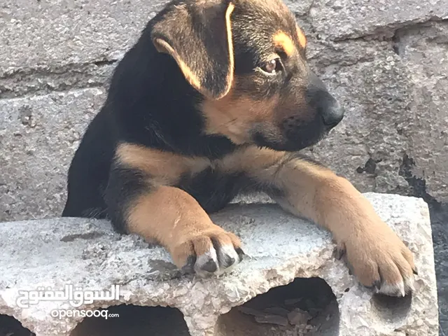 جرو مكس بيتبول وجيرمن