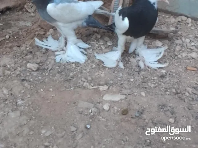 موجود ديكين وجاجيتن وجوزين حمام بواز مغبرات وجوز شفرات واربع حبة بغادنه صفر