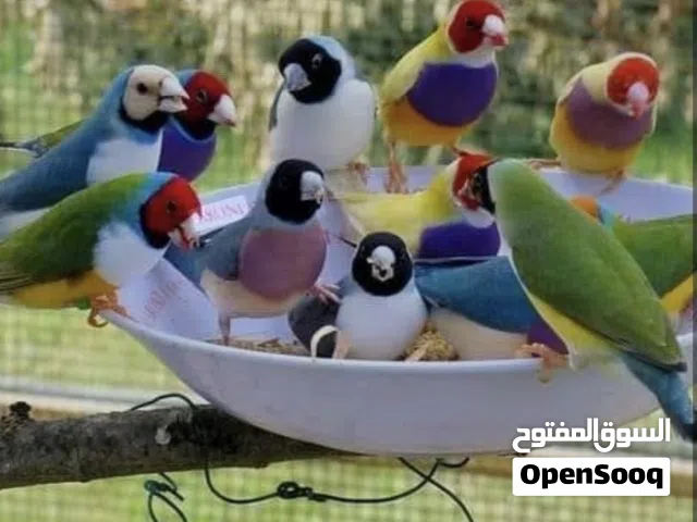 مطلوب وليس بيع ازواج جولدن فنش