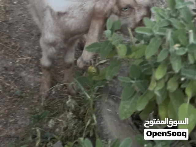 جدي بندوق شامي عالطاوله