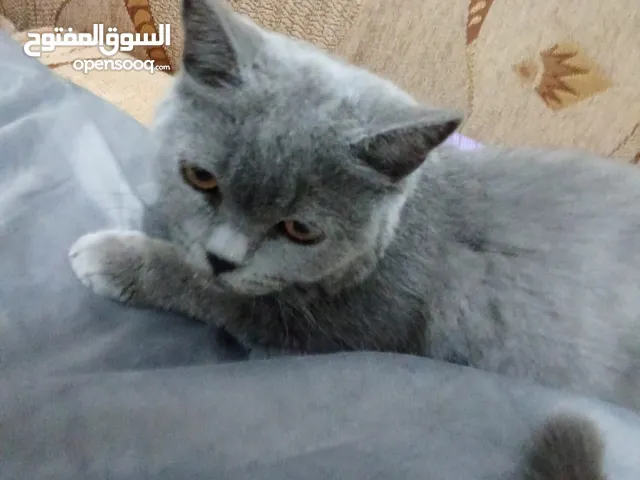 قط ألماني ذكر عمره 4 شهور للبيع