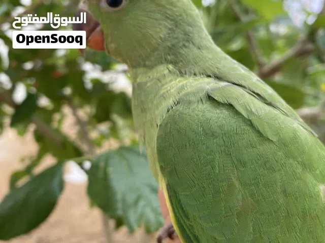ببغاء فرخ دره هندي