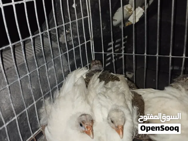 فلوس دجاج فرعوني أو الحبشي العمر شهرين