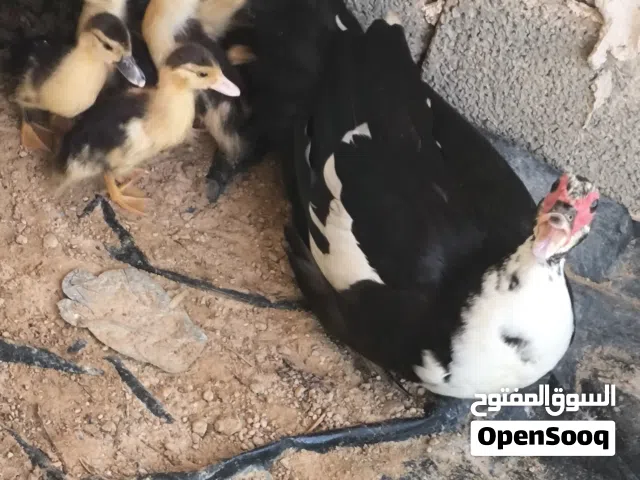 بطه معا 6 فروخ