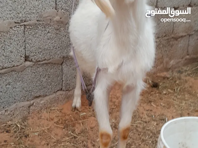 معز سناين للبيع