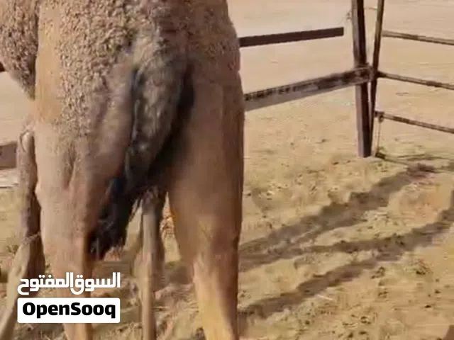 قعود مفروده طيب فل شحم