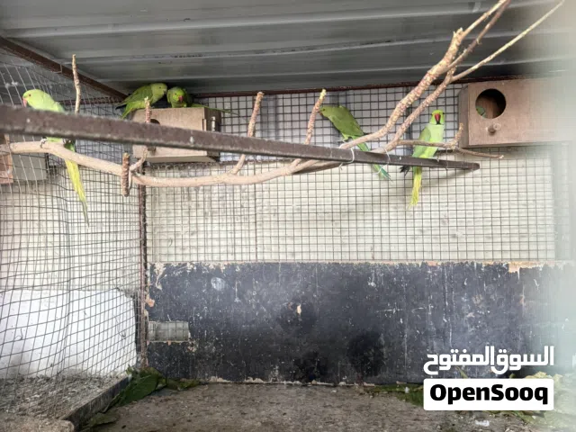 دره أزواج محليات