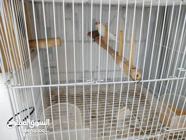 Pair of Finches with cage