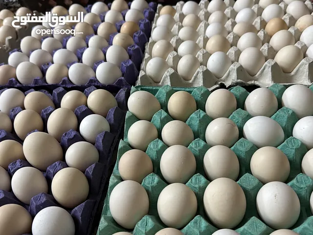 بيض عماني للبيع 2.5﷼