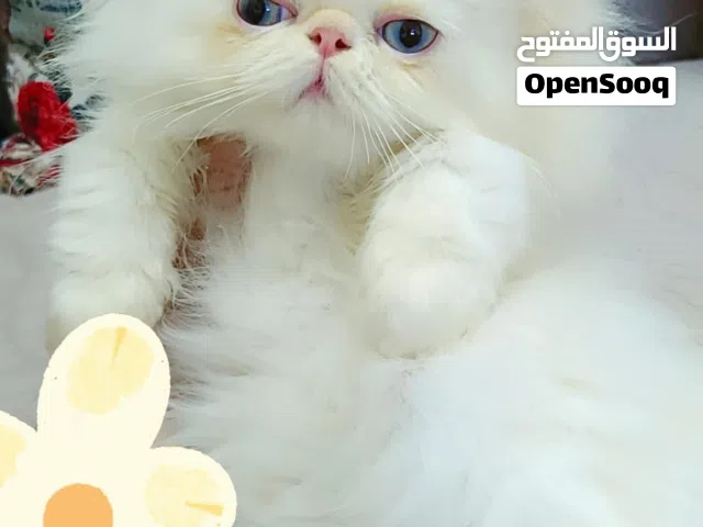 بسم الله للبيع ولد هيمالايا اروانج زي القمر
