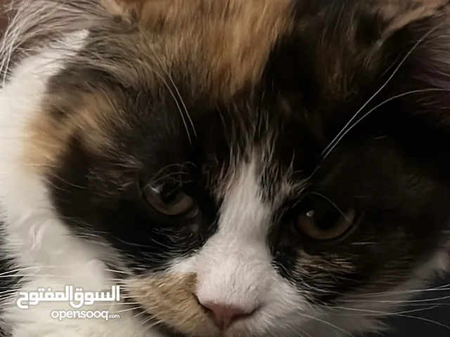 5 month old cat ready for sale with accessories, has ID, vaccinated