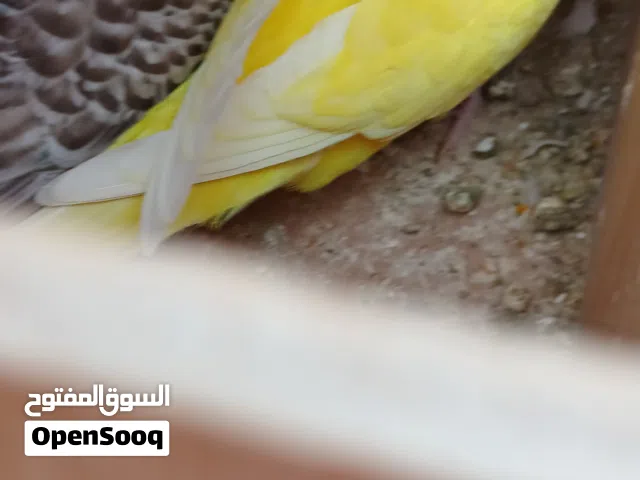 كوبية باقلينو للبيع