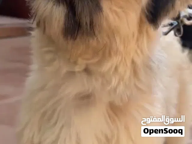 بيع شيتزو العمر 6شهور