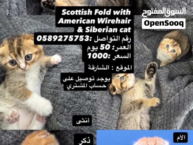 قطط  يوجد توصيل