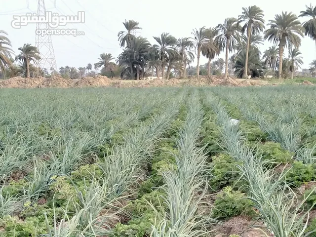 Farm Land for Sale in Beni Suef Al Wasty