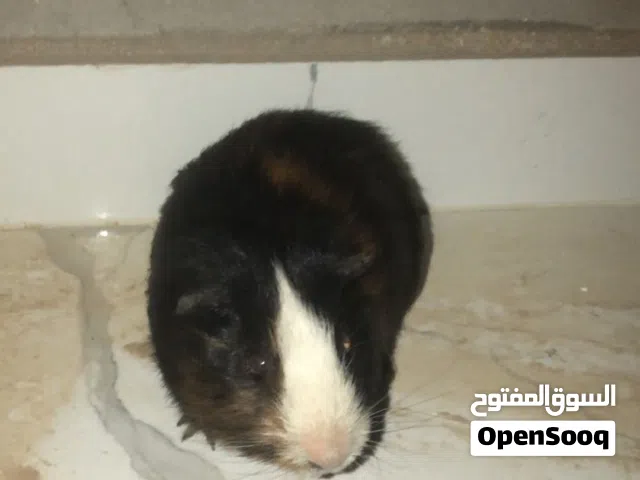 هامستر للبيع