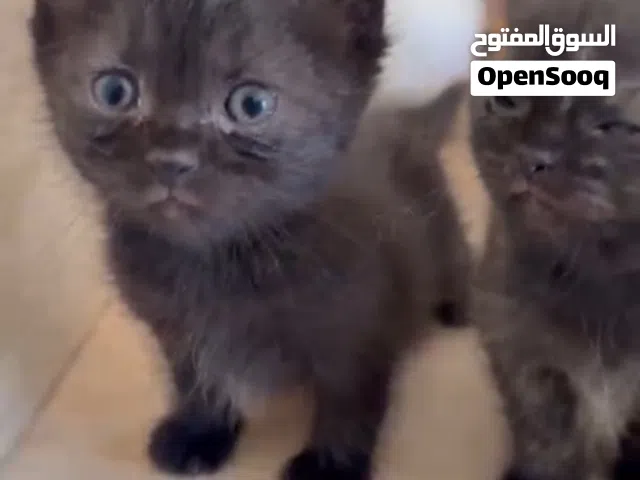 British shorthair chocolate