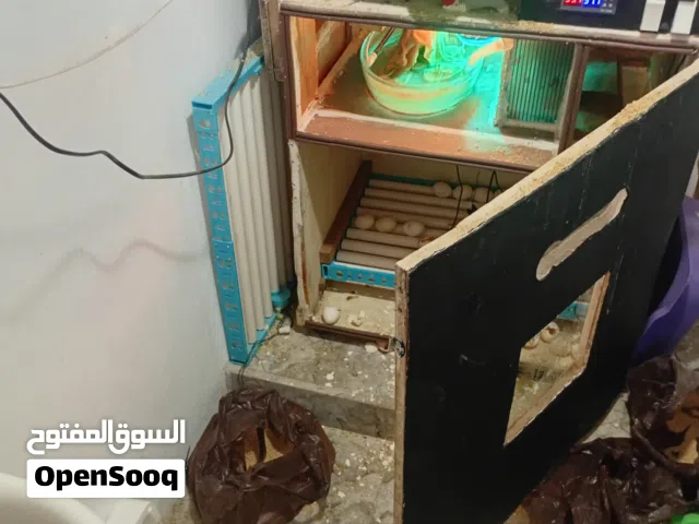 جرش سوف  قرب الموسم العسكرية