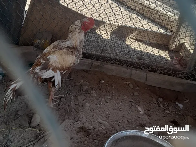 بيع ديك ميوالي ع منجابي