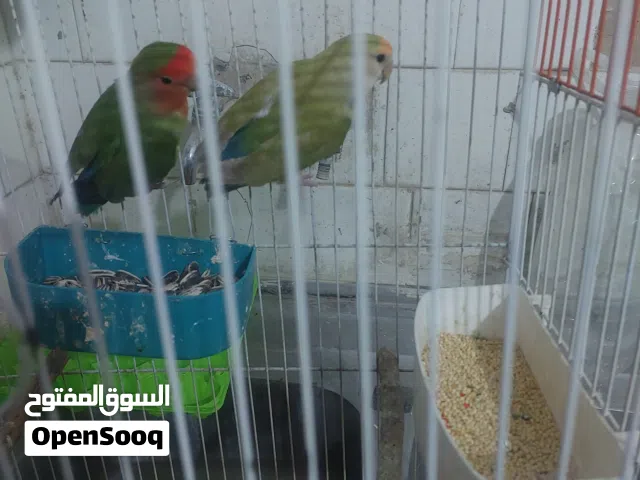 جوز روز على بداية شغل للبدل على جوز كوكتيل