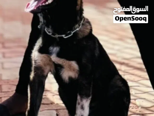 جرو مالينو عمره 4شهور سعره 900
