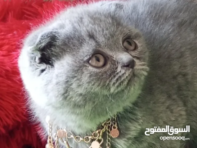قطط مميزه للبيع