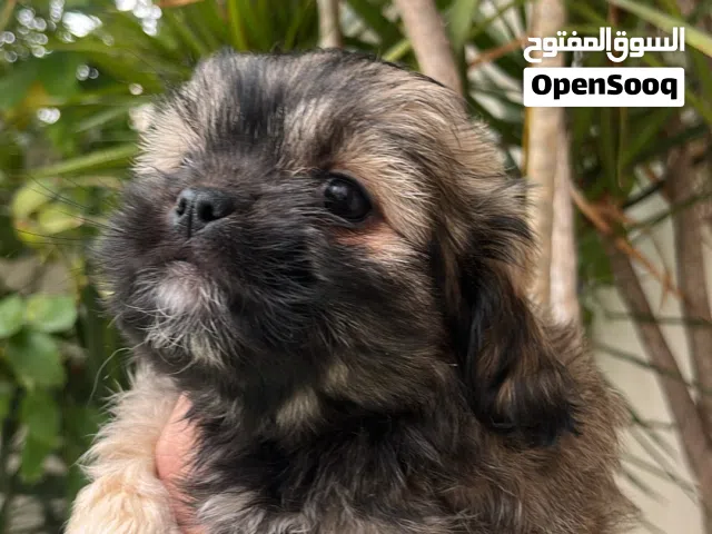 Bichon maltais croisé avec un Pékinois a vendre