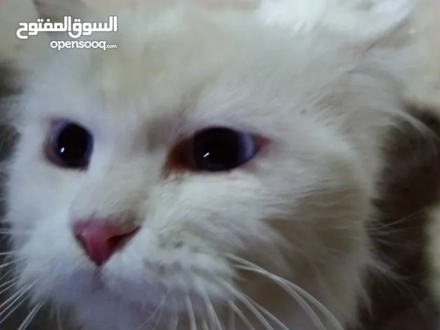 قط شيرازي للبيع