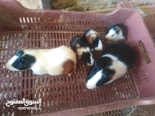 هامستر للبيع