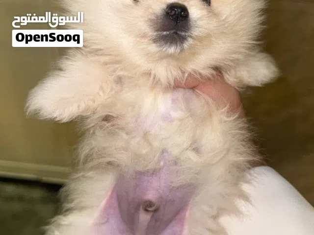 جراوي بومرينيان تي كب