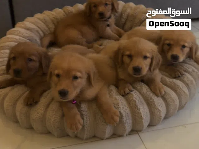 كلب جولدن ريتريفر