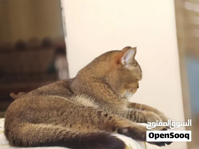 قط (بريتش شورت هير) معقم، هادئ،