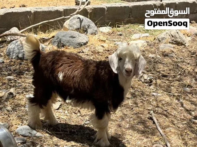 جدي مذيار فول سمنه