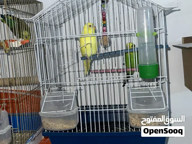 كوم فيشر وحب وبيرسوناتا التفاصيل في الوصف للبيع او البدل