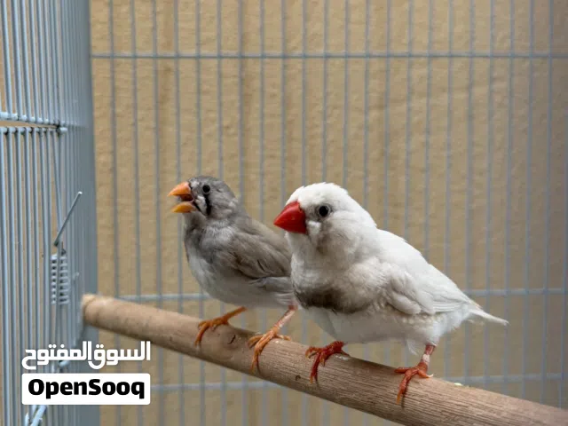 للبيع زوج طيور زيبرا بصحة ممتازة