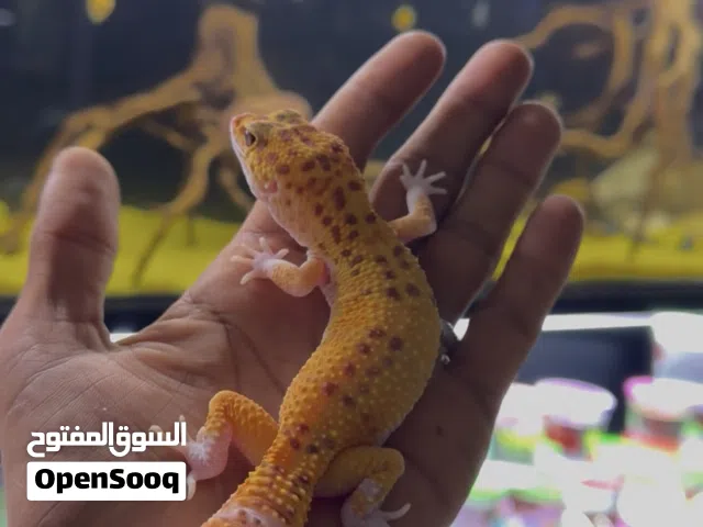 متوفر ثعبان البايثون و ليوبارد جيكو