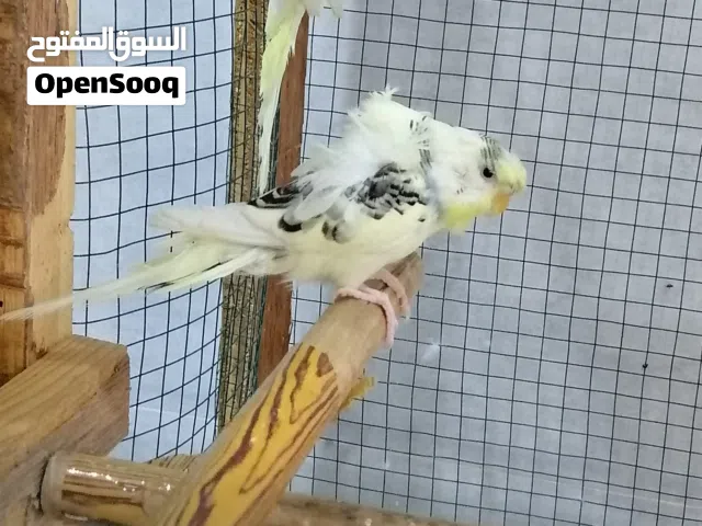 طيور حب هاجرمو شكري برصاصي