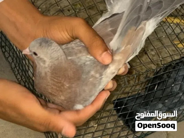 حمام وقواق