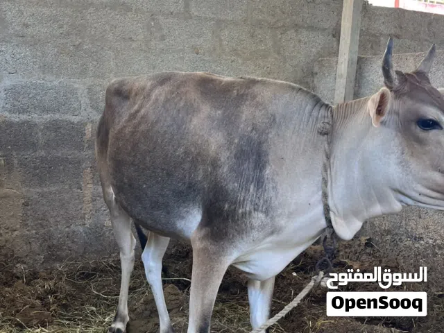 بقره عمانيه اصل