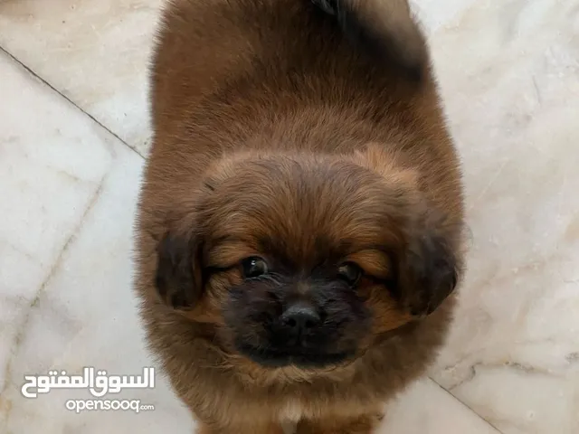 Peganese dog for sale