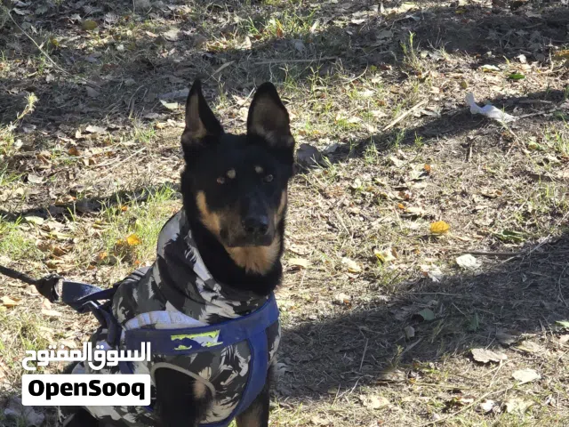 زوج جيرمن للبيع