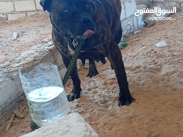 كلبه بيتبول للبيع