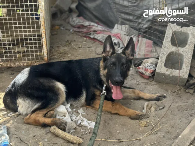 كلب جيرمن ً