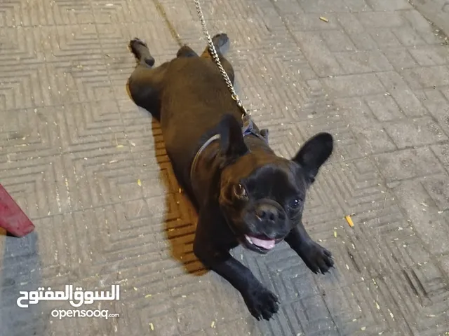 لهواة الفرنش