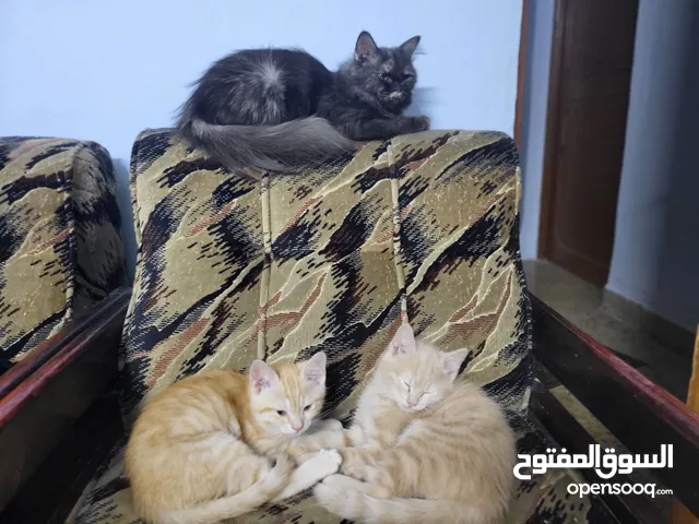 قطط شيرازي ثلثتهن 75الف