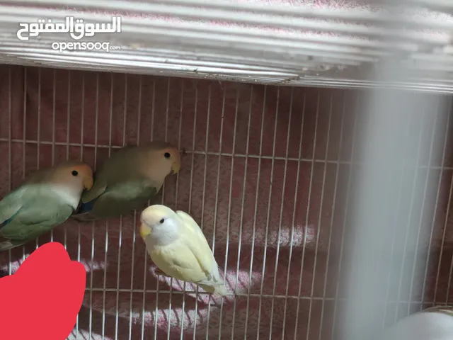 البيع مكان كرمت علي غندور روز زوج مفر فحل
