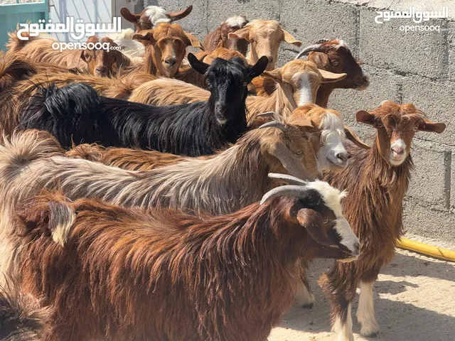 مشروع مواشي محلية