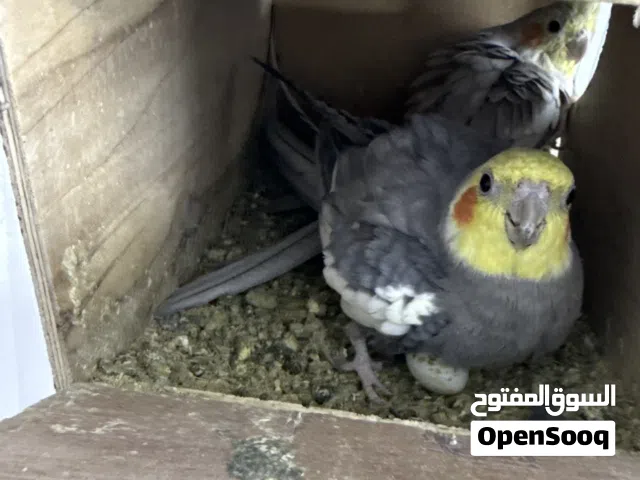بغبغاء كروان هولندي منتج